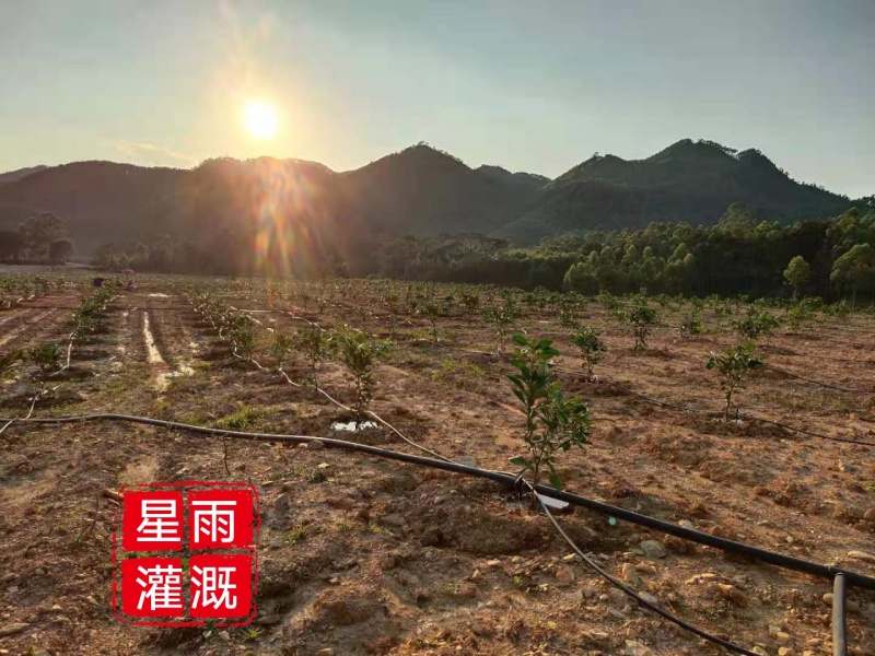 滴灌滴灌滴灌果园山坡地滴灌水肥一体化设计滴管灌溉自动化设
