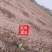 滴灌滴灌滴灌果园山坡地滴灌水肥一体化设计滴管灌溉自动化设