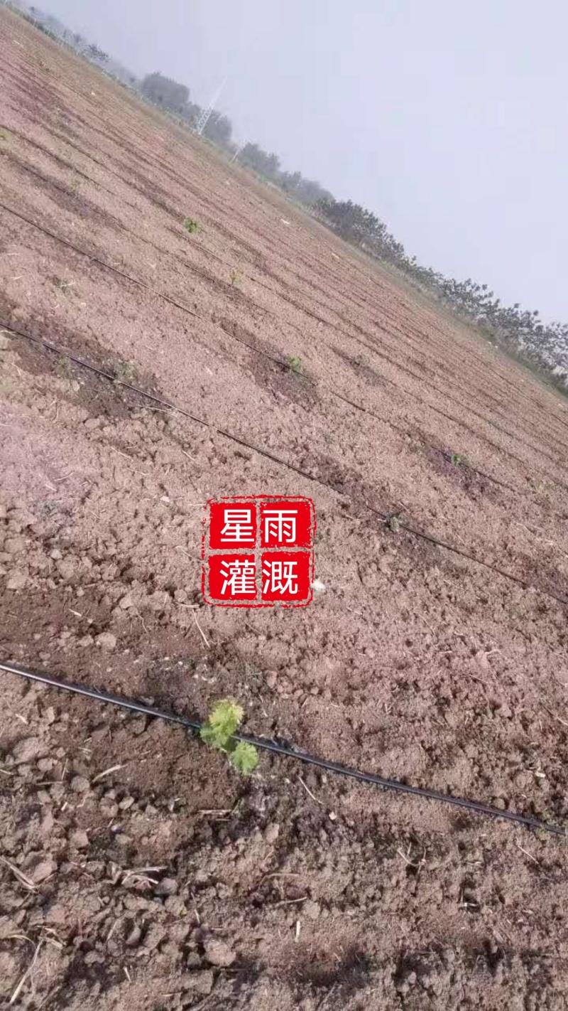 滴灌滴灌滴灌果园山坡地滴灌水肥一体化设计滴管灌溉自动化设