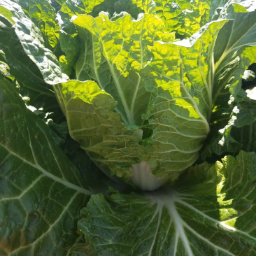 大白菜云南白菜，货量充足价格便宜欢迎批发商来电