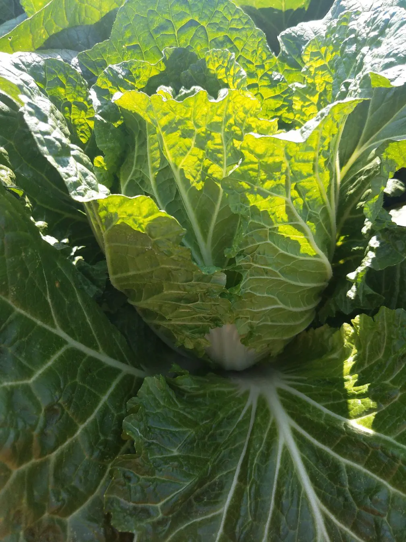 大白菜云南白菜，货量充足价格便宜欢迎批发商来电