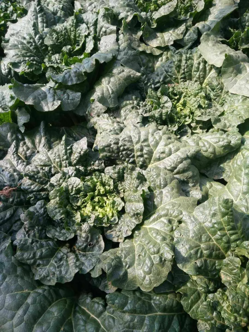 大白菜云南白菜，货量充足价格便宜欢迎批发商来电