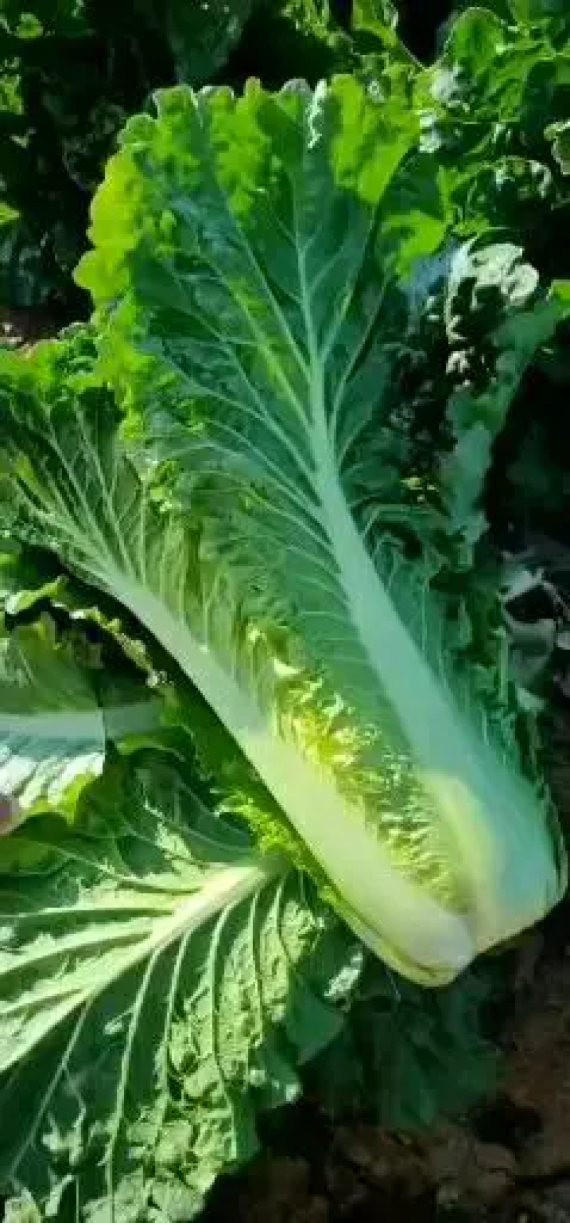 大白菜云南白菜，货量充足价格便宜欢迎批发商来电