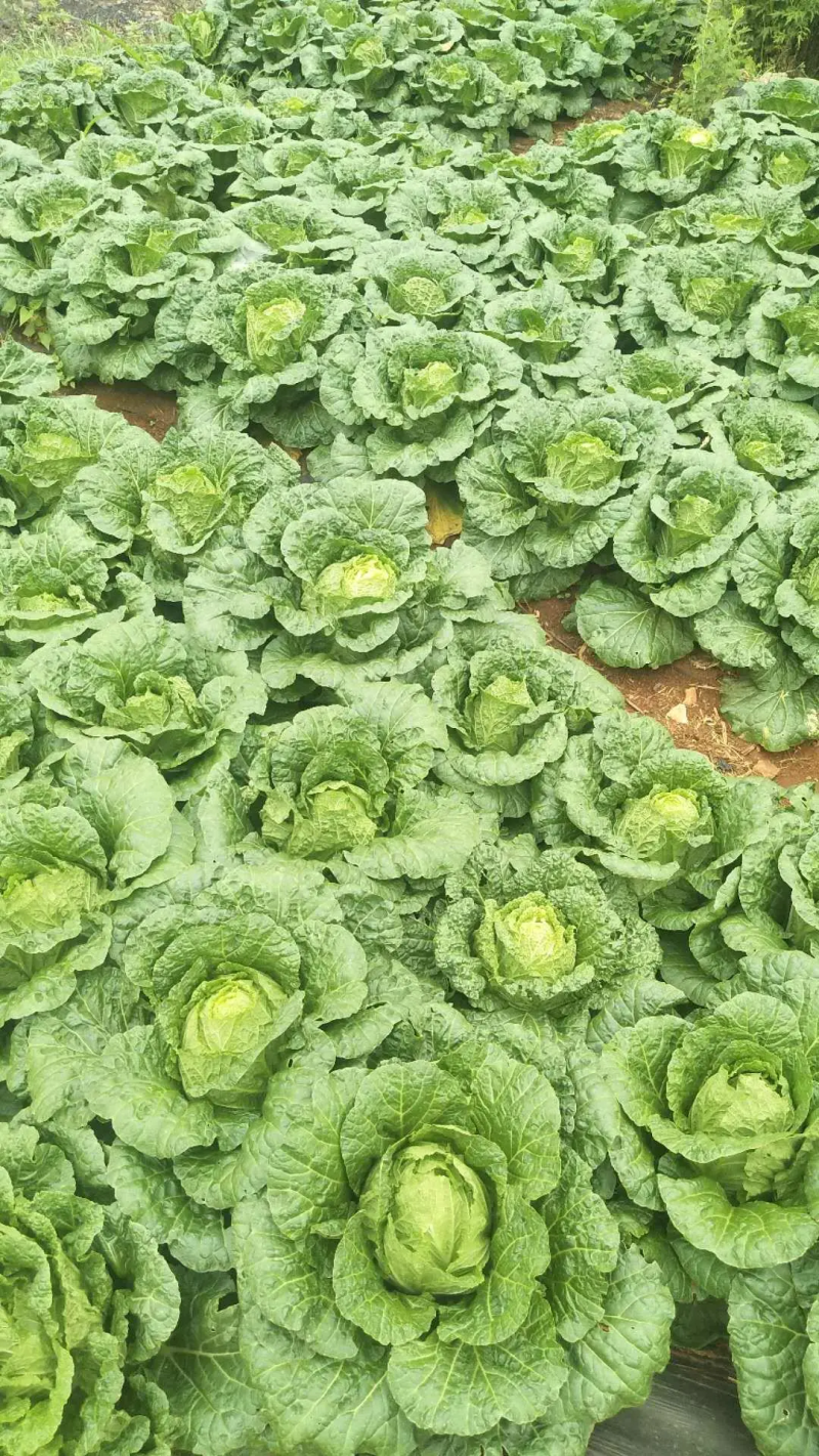大白菜云南白菜，货量充足价格便宜欢迎批发商来电