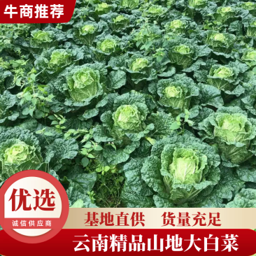 云南“黄心矮颗”大白菜货真价实货量充足欢迎预定