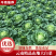 云南“黄心矮颗”大白菜货真价实货量充足欢迎预定