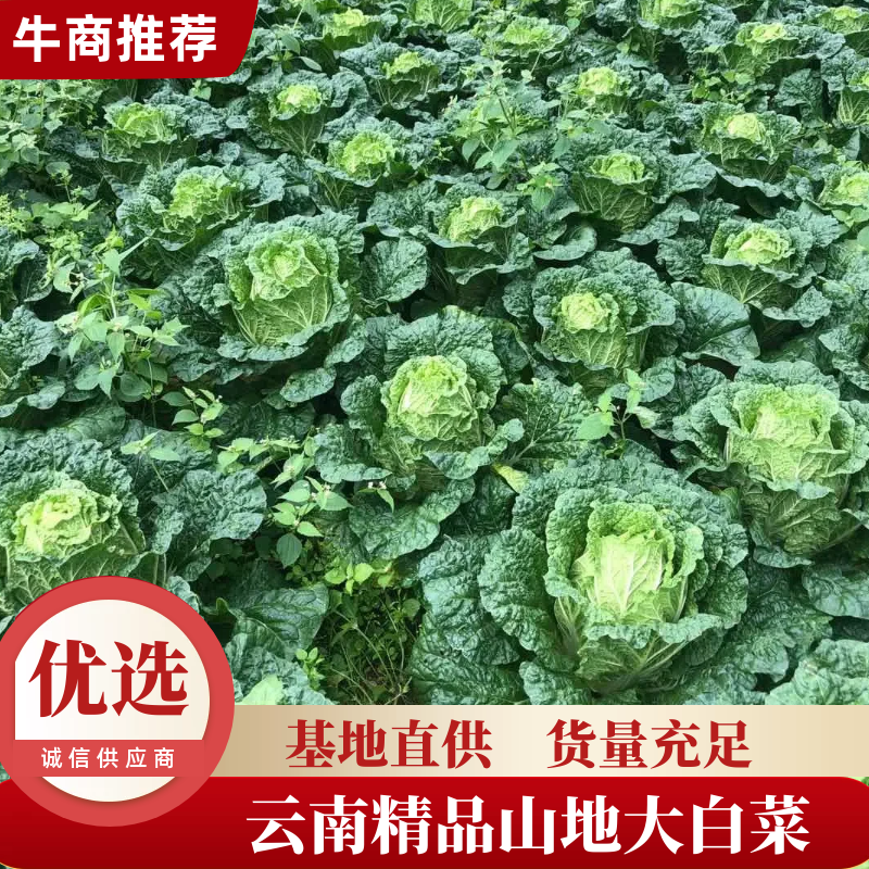 云南“黄心矮颗”大白菜货真价实货量充足欢迎预定