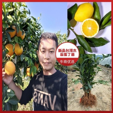 新品.台湾木瓜蜜丁橙苗.现挖现发包成活提供技术指导