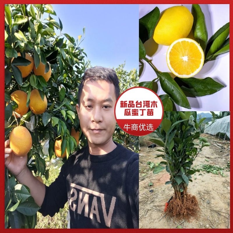 新品.台湾木瓜蜜丁橙苗.现挖现发包成活提供技术指导