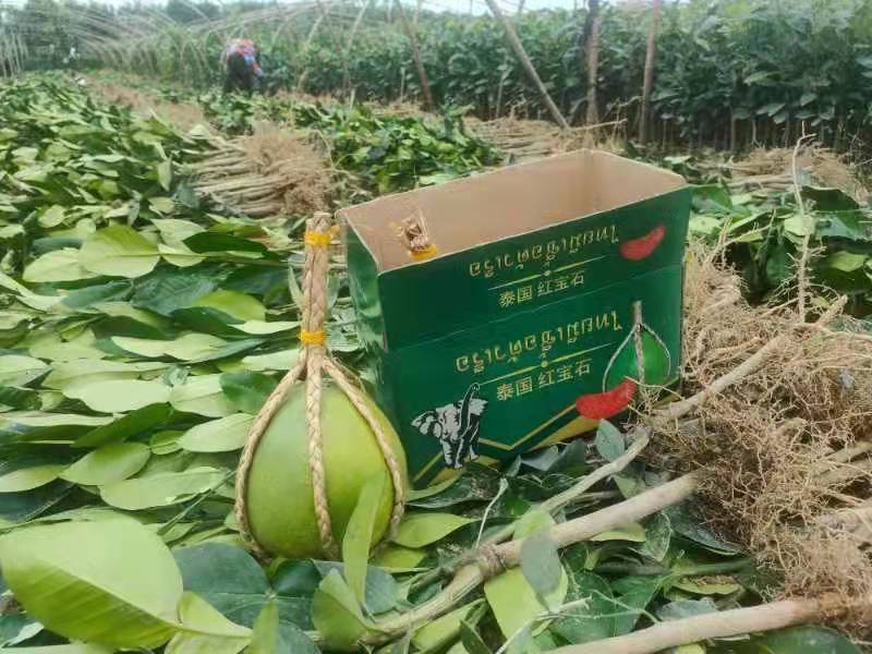 正宗泰国红宝石青柚苗.青柚苗.品质纯正.提供技术指导