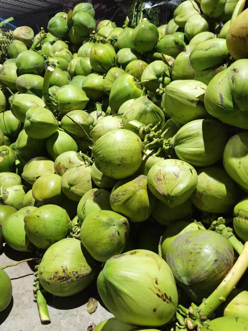 海南文昌椰子，厂家一手货源，欢迎选购，产地直销，货源稳定