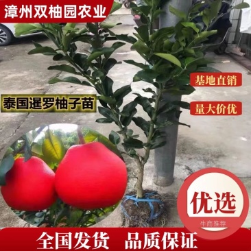 暹罗红柚枝条（泰国三红柚枝条)穗条质量保证基地直供