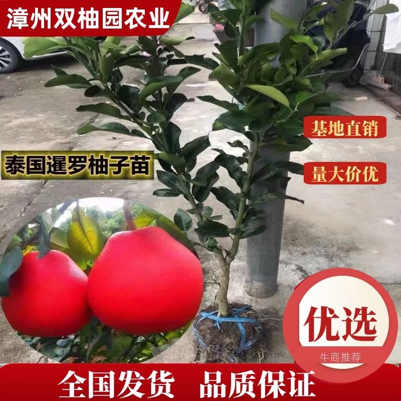 暹罗红柚枝条（泰国三红柚枝条)穗条质量保证基地直供