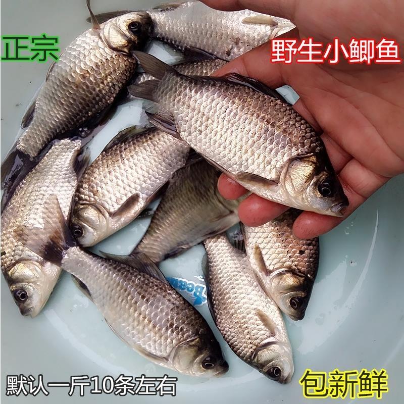 【精品】鲜活新鲜鲫鱼小鲫饲养鱼5斤现杀隔天发或活鱼运输