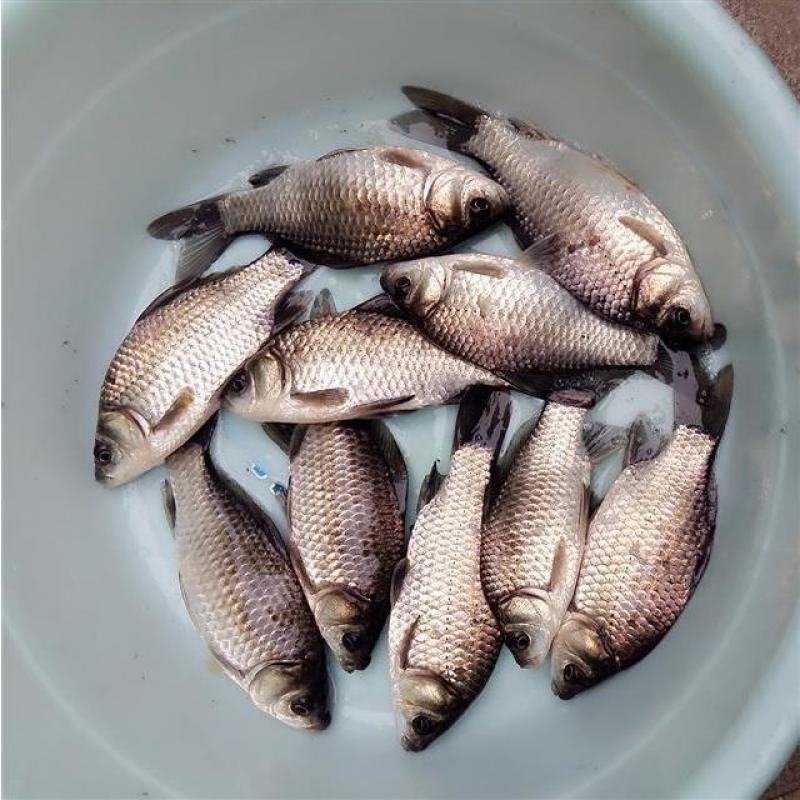 【精品】鲜活新鲜鲫鱼小鲫饲养鱼5斤现杀隔天发或活鱼运输