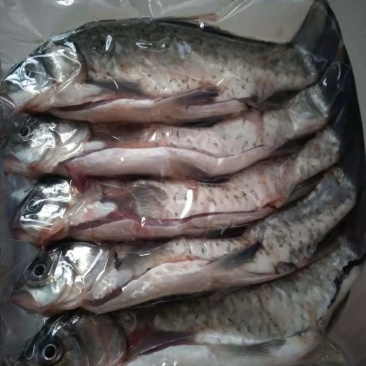 【精品】鲜活新鲜鲫鱼小鲫饲养鱼5斤现杀隔天发或活鱼运输