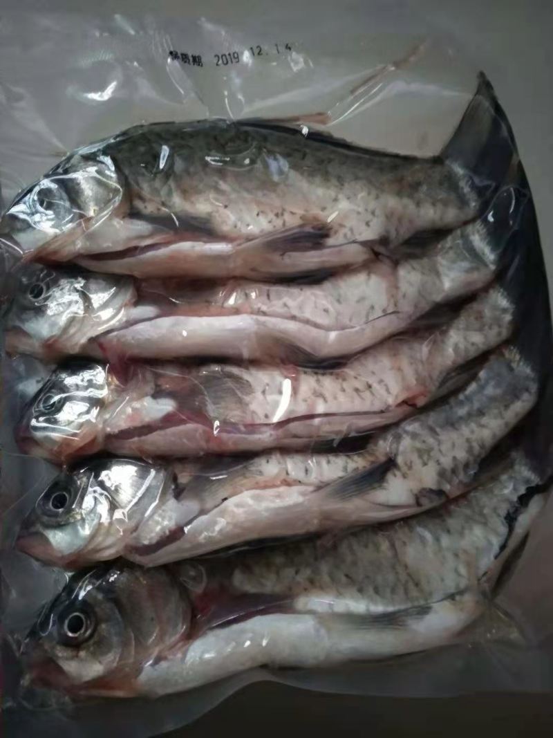 【精品】鲜活新鲜鲫鱼小鲫饲养鱼5斤现杀隔天发或活鱼运输