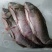 【精品】鲜活新鲜鲫鱼小鲫饲养鱼5斤现杀隔天发或活鱼运输