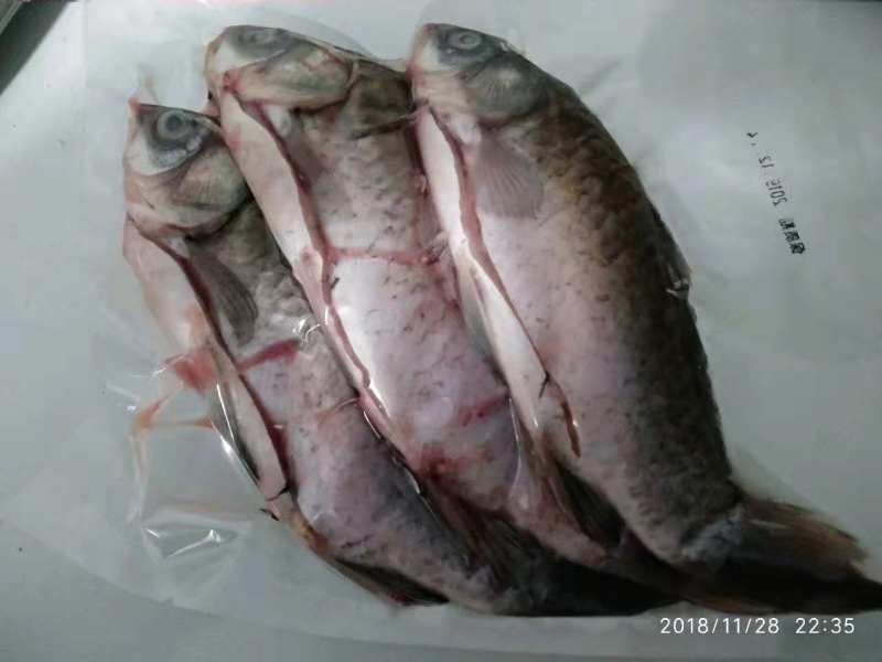 【精品】鲜活新鲜鲫鱼小鲫饲养鱼5斤现杀隔天发或活鱼运输