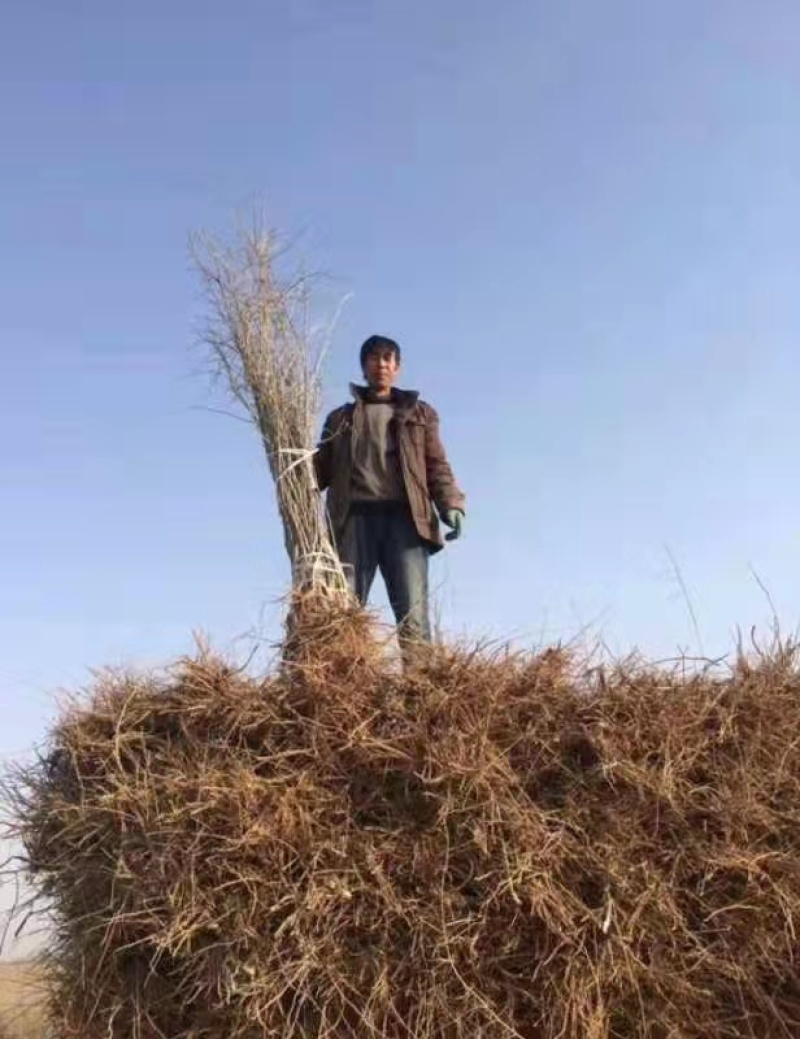 枸杞苗宁夏黑枸杞苗3年苗，插秧苗欢迎咨询量大优惠