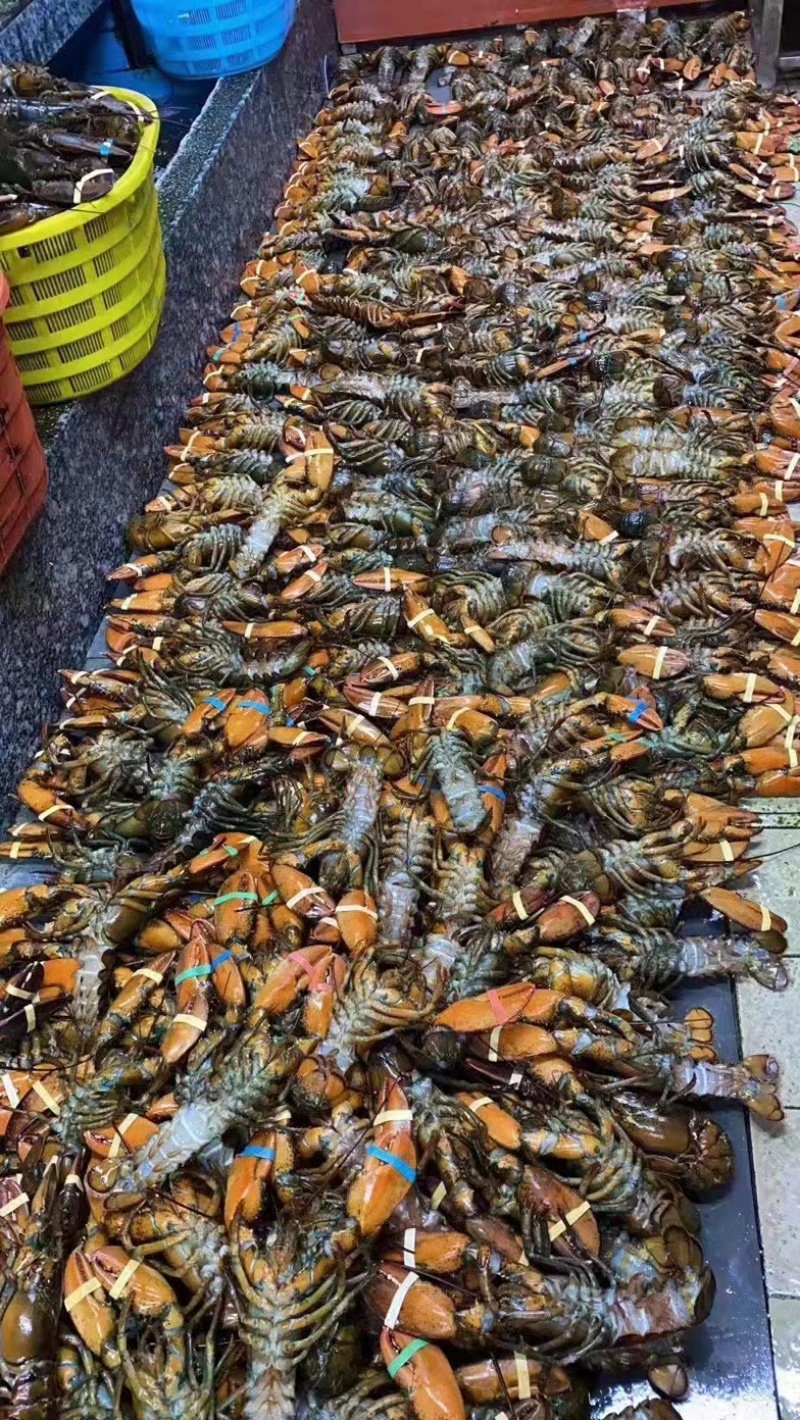 活鲜波士顿龙虾，一手批发价。质量保证，货源充足