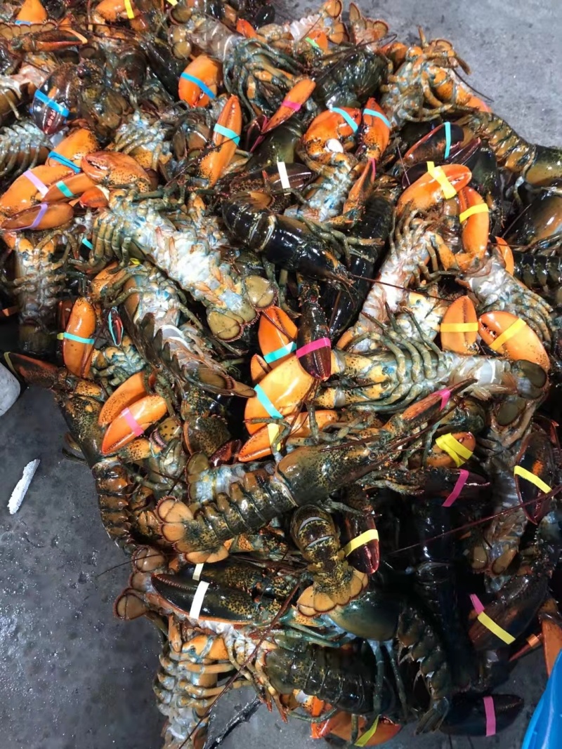 活鲜波士顿龙虾，一手批发价。质量保证，货源充足