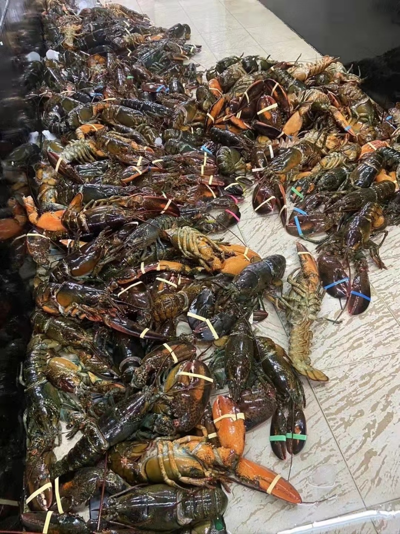 活鲜波士顿龙虾，一手批发价。质量保证，货源充足