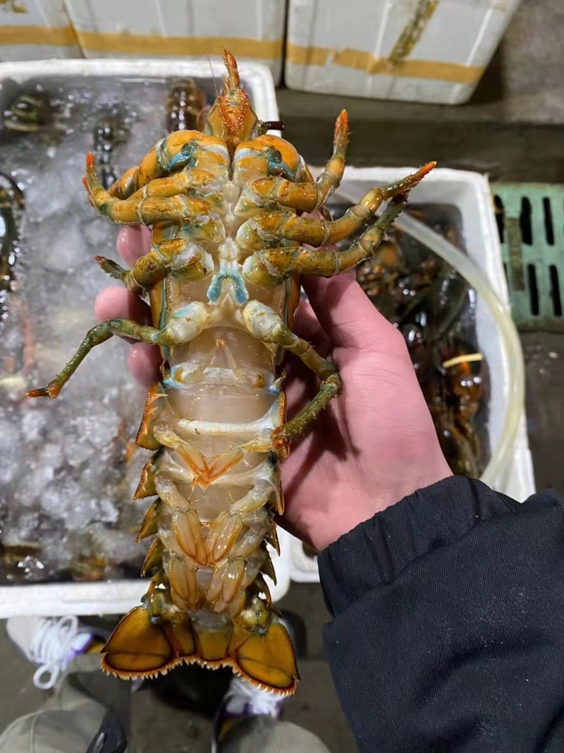 活鲜波士顿龙虾，一手批发价。质量保证，货源充足