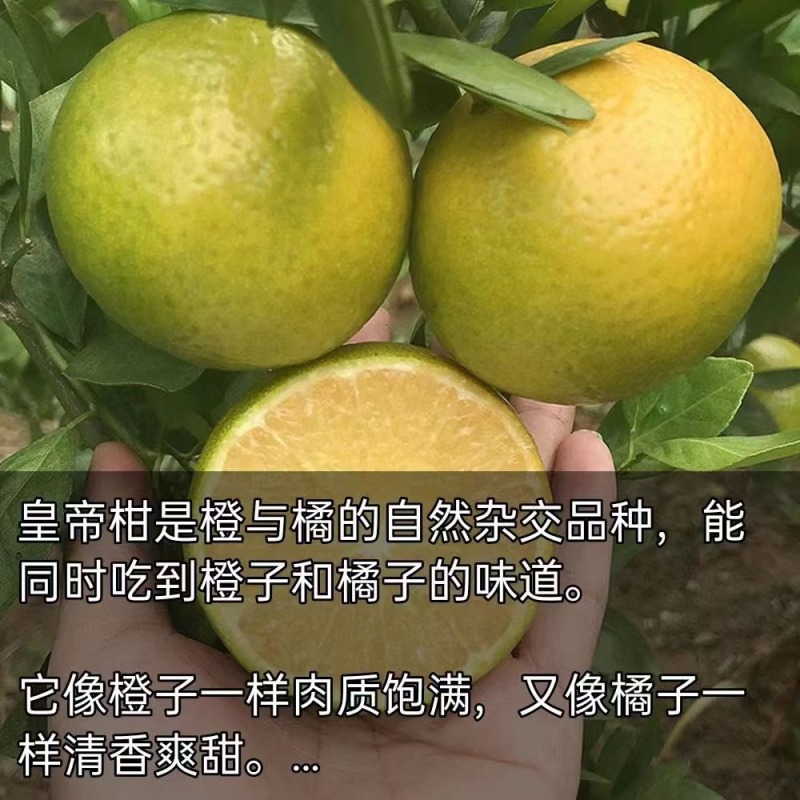 拾叁加/清远皇帝柑