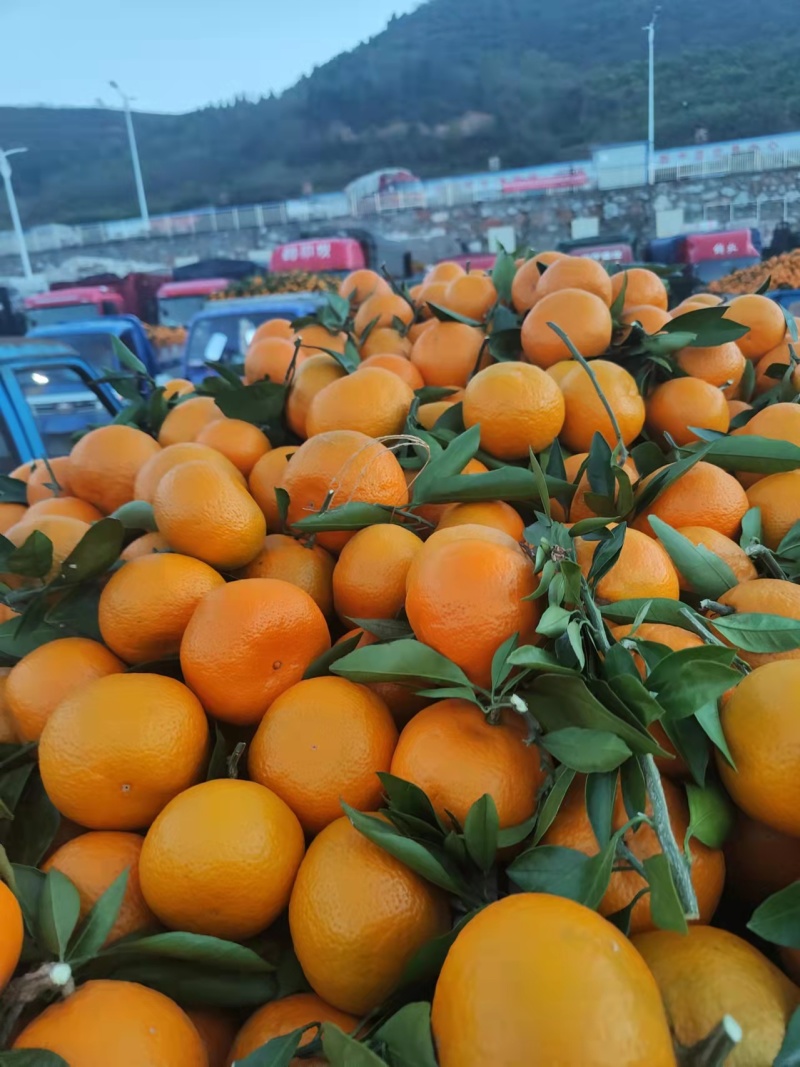 【精品】精品蜜橘沙土种植细皮嫩肉纯甜无渣欢迎咨询