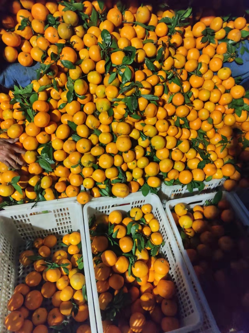 【精品】精品蜜橘沙土种植细皮嫩肉纯甜无渣欢迎咨询