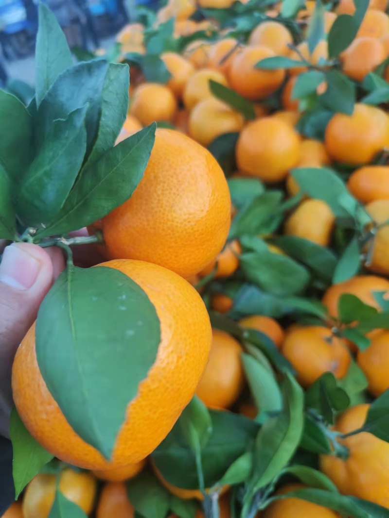 【热卖】蜜橘大量上市产地直发同样的价格比质量
