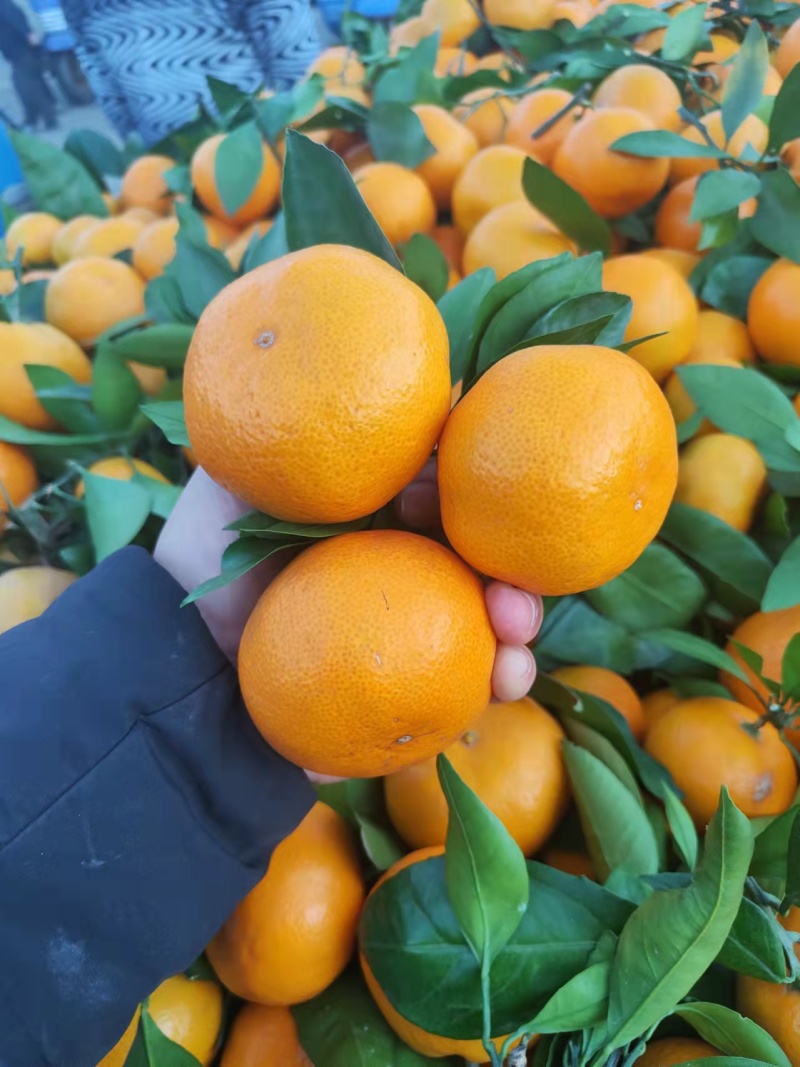 【热卖】蜜橘大量上市产地直发同样的价格比质量