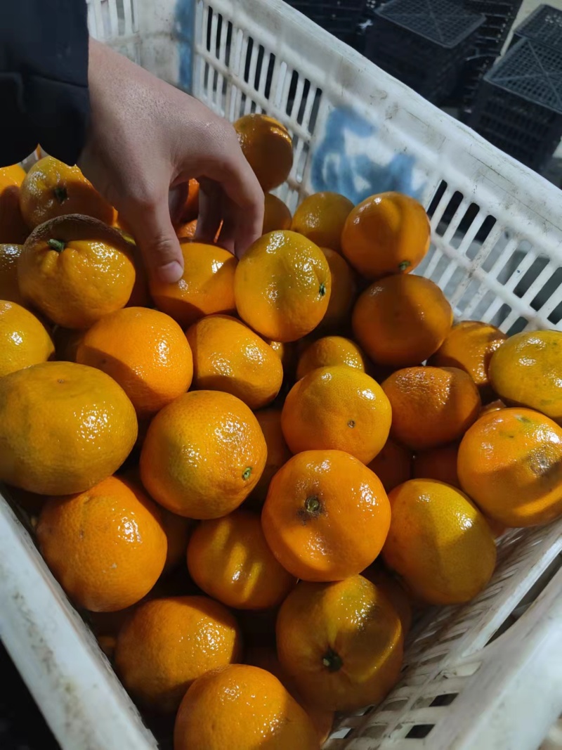 【热卖】蜜橘大量上市产地直发同样的价格比质量