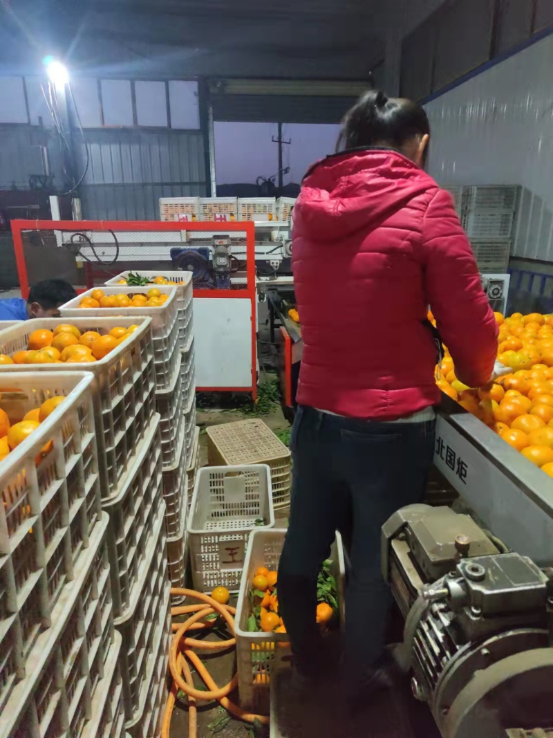 【热卖】蜜橘大量上市产地直发同样的价格比质量