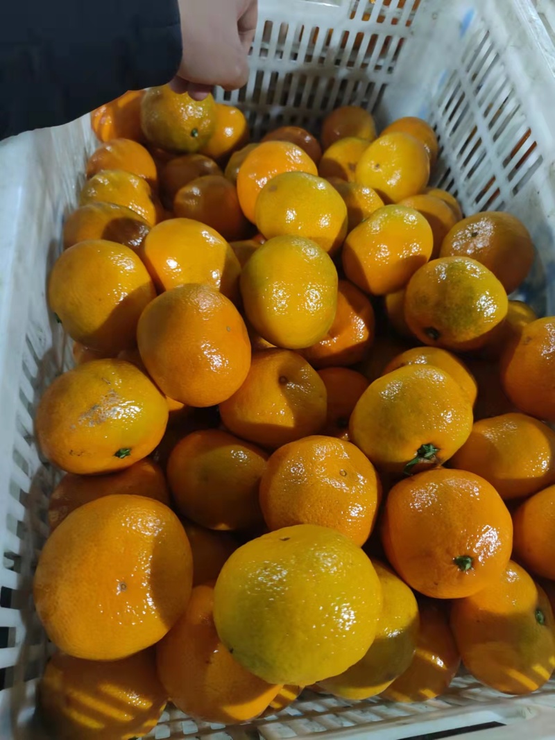 【热卖】蜜橘大量上市产地直发同样的价格比质量
