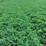 山东甜宝草莓苗草莓苗保证质量技术指导假植苗优质苗大量供应