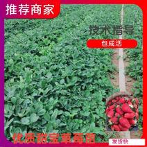 山东甜宝草莓苗草莓苗保证质量技术指导假植苗优质苗大量供应