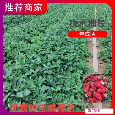 山东草莓苗，出售草莓苗甜宝香野红颜法兰蒂甜查理品种齐全