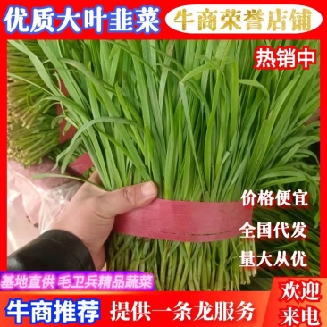 安阳韭菜精品大叶韭菜根粗叶状二茬,欢迎各位老板采购