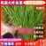安阳韭菜精品大叶韭菜根粗叶状二茬,欢迎各位老板采购