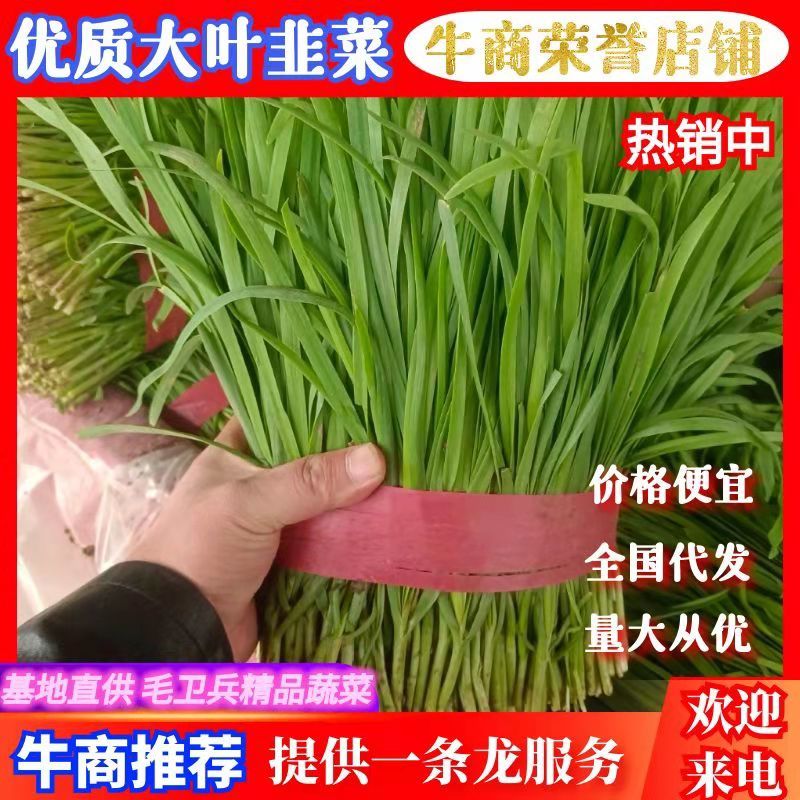 安阳韭菜精品大叶韭菜根粗叶状二茬,欢迎各位老板采购