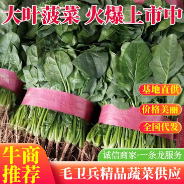 河南菠菜，大叶菠菜20~28大量有货，万亩基地诚信代办