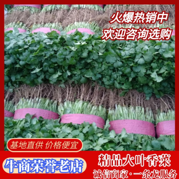 精品大棚香菜，大叶香菜已经大量上市，实力代办，价低货好