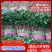 精品大棚香菜，大叶香菜已经大量上市，实力代办，价低货好