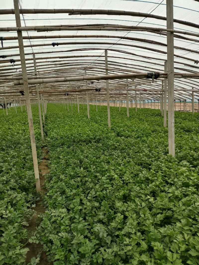 【精品】西芹大棚陆地质量保证全国发货规格齐全欢迎联系