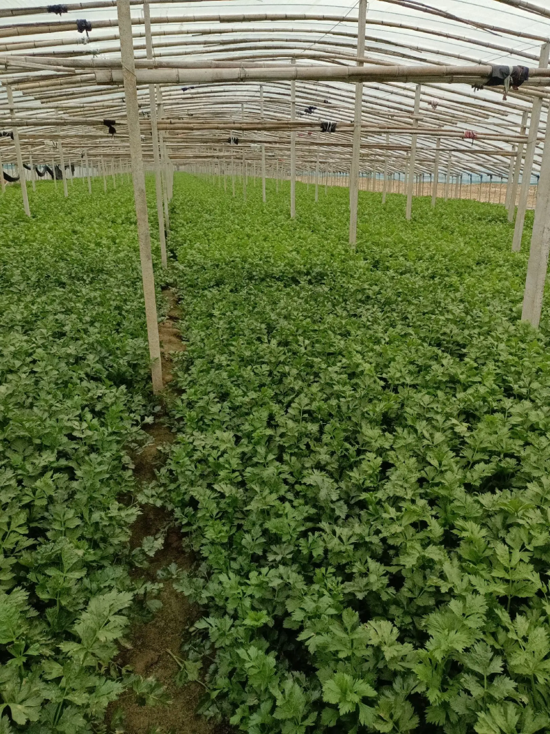 【精品】西芹大棚陆地质量保证全国发货规格齐全欢迎联系