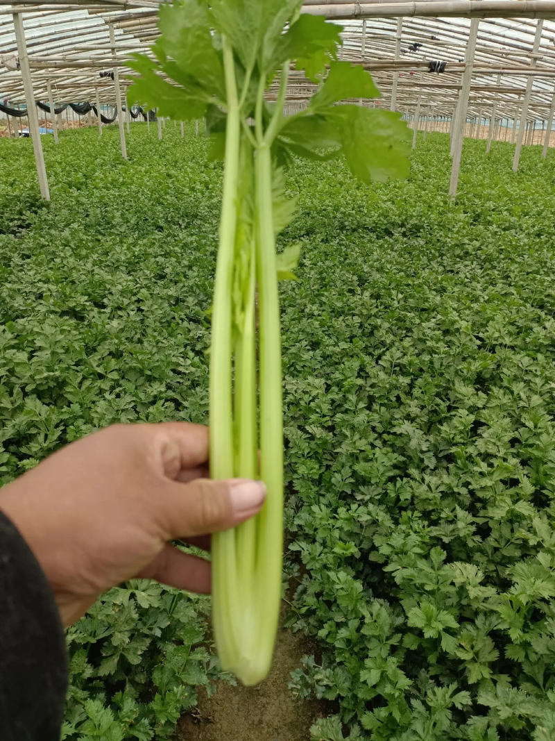 【精品】西芹大棚陆地质量保证全国发货规格齐全欢迎联系