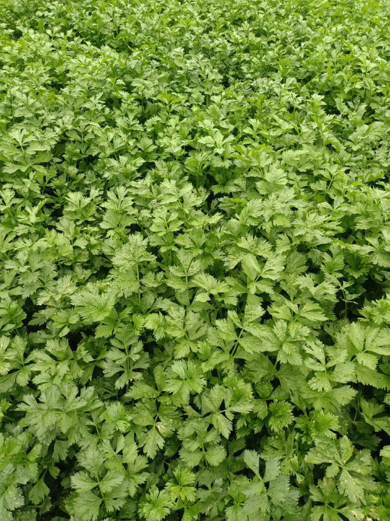 【精品】西芹大棚陆地质量保证全国发货规格齐全欢迎联系