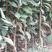 黑霸王李子树苗荷兰黑巨李子苗南方北方种植地栽当年